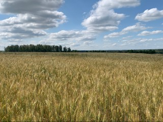 Кондрат да Ипат: что можно и нельзя делать 4 октября