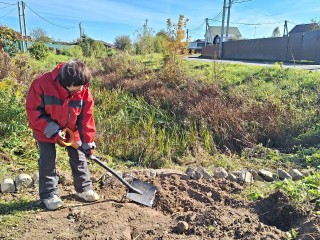 Если посадить павловнию по этому методу, то уже к лету она вымахает на 2 метра
