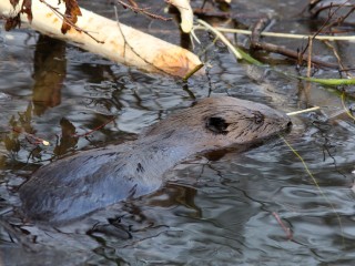 Биопруды очистных сооружений в Середникове облюбовали бобры