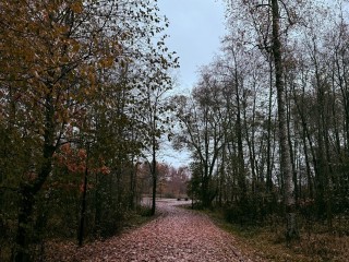 Лунный календарь на 2, 3 и 4 ноября 2025: займитесь зимним огородом и консервированием, а подкормку растений оставьте на другой день