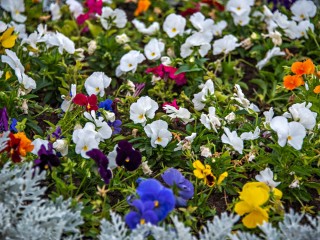 Цветочные пейзажи и букеты ожили на картинах Татьяны Лариной в Лыткарино