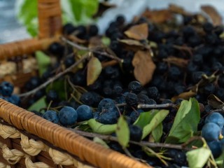 Лучшие сорта голубики для Подмосковья: рейтинг морозостойких сортов