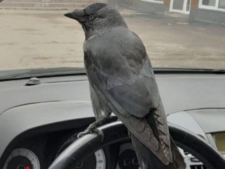 Галка попыталась «угнать» автомобиль на заправке в Одинцове