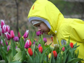 Тысячи голландских тюльпанов украсят весной клумбы Волоколамска