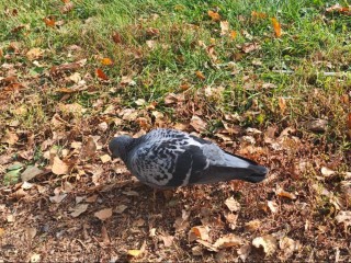 С чердака волоколамской трехэтажки выселили самовольно занявших его голубей