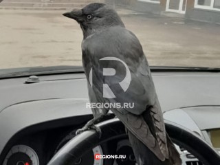 Галка попыталась «угнать» автомобиль на заправке в Одинцове