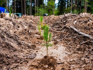 «Зеленый десант» в действии: в Талдомском районе высадили ели на площади 0,4 га