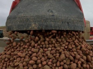 На клинских полях копают картошку размером с кулак