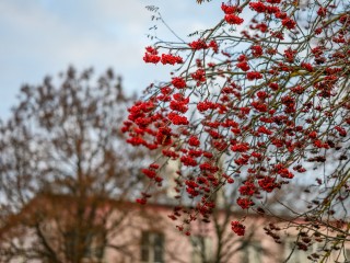 От +8 с дождем до первых сугробов: чего ждать от погоды в Подмосковье в ближайшее время