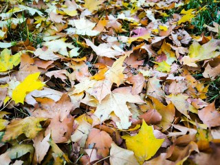 Зима в Подмосковье отменяется: синоптики прогнозируют +10 и дожди вместо снега
