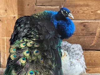 Чудо-птицы из Подмосковья: как пернатые говорят человеческим голосом и снимаются в кино