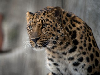 Леопард из Клина показал, как правильно умываться