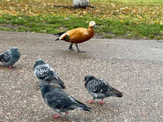 Прихожане Николо-Угрешского монастыря в Дзержинском кормят с рук уток-мандаринок