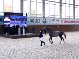 В Одинцове отметили 250 лет орловской рысистой породы масштабным аукционом
