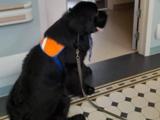 Хвостатый доктор: волонтер Елена и пес Паркер навестили пациентов Морозовской больницы