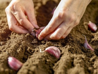 Как посадить чеснок под зиму, чтобы на следующий год собрать хороший урожай