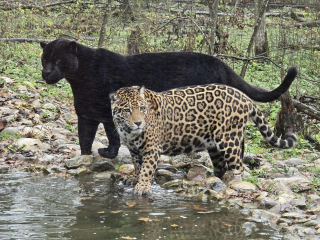 Гектары свободы и тысячи восхищенных глаз: почему парк тигров под Можайском притягивает туристов со всей России?