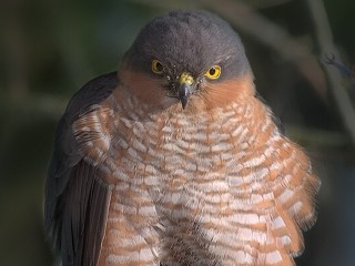 Пожиратель воробьев поселился в Павловском Посаде