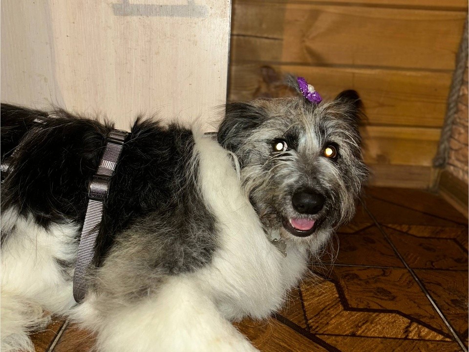 Спасенная из ямы собака нашла семью и новое счастливое начало