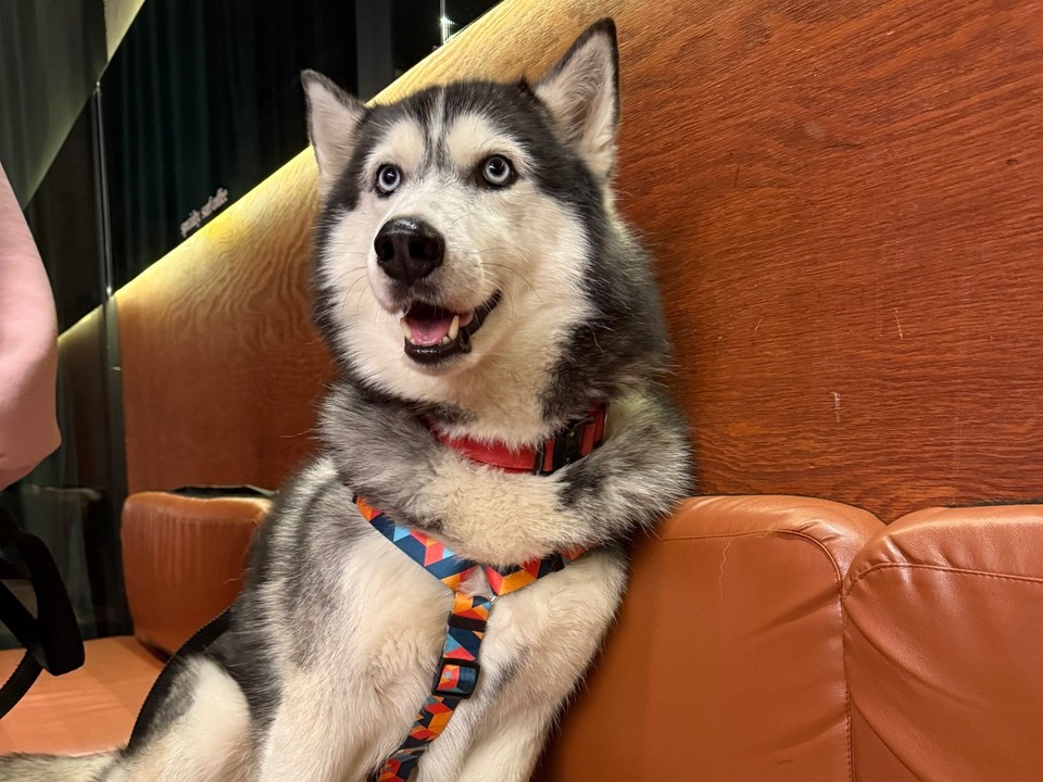 Жители Щелкова теперь могут зарегистрировать своих животных онлайн