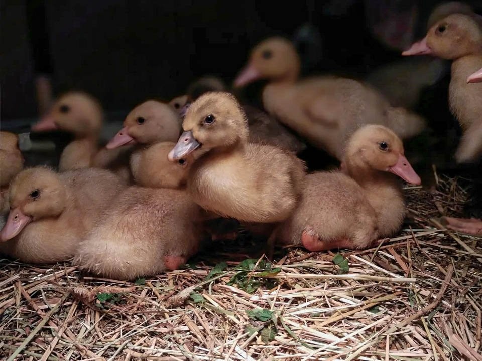 Домашняя птица гибнет от жары: как спасти пернатых летом