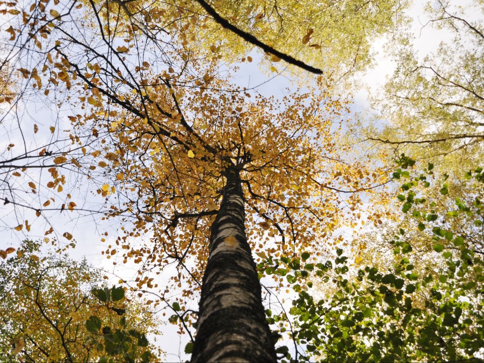 Коломенские дворы расчищают от опавшей после заморозков листвы