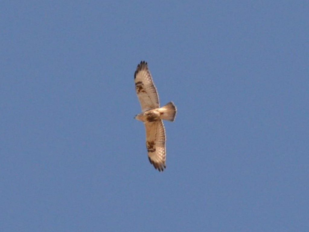 Стая мохноногих канюков отказалась лететь на зимовку на юг и осталась в Талдоме