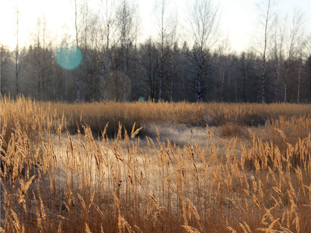 Экологи объяснили, что означает появление в лесах комаров в ноябре
