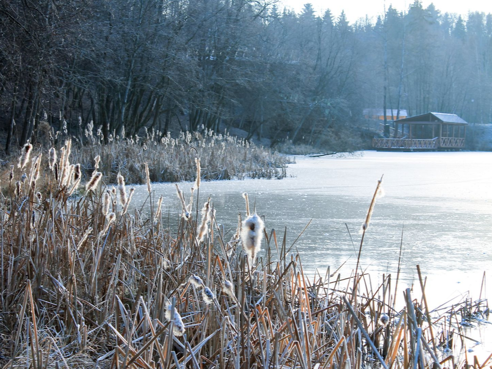 Морозы до -8 и гололед: какая погода ждет жителей Подмосковья 16 ноября