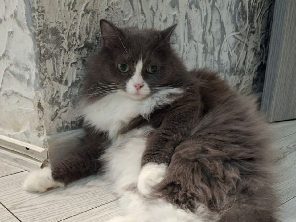 Видновские зооволонтеры спасают диких котят, которым грозила расправа