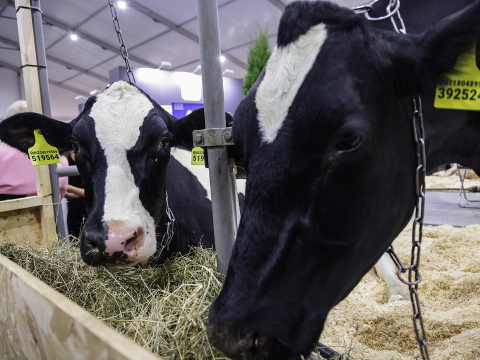 Миллионы на агростартап: как начинающим фермерам в Подмосковье получить гранты и покрыть до 90% расходов