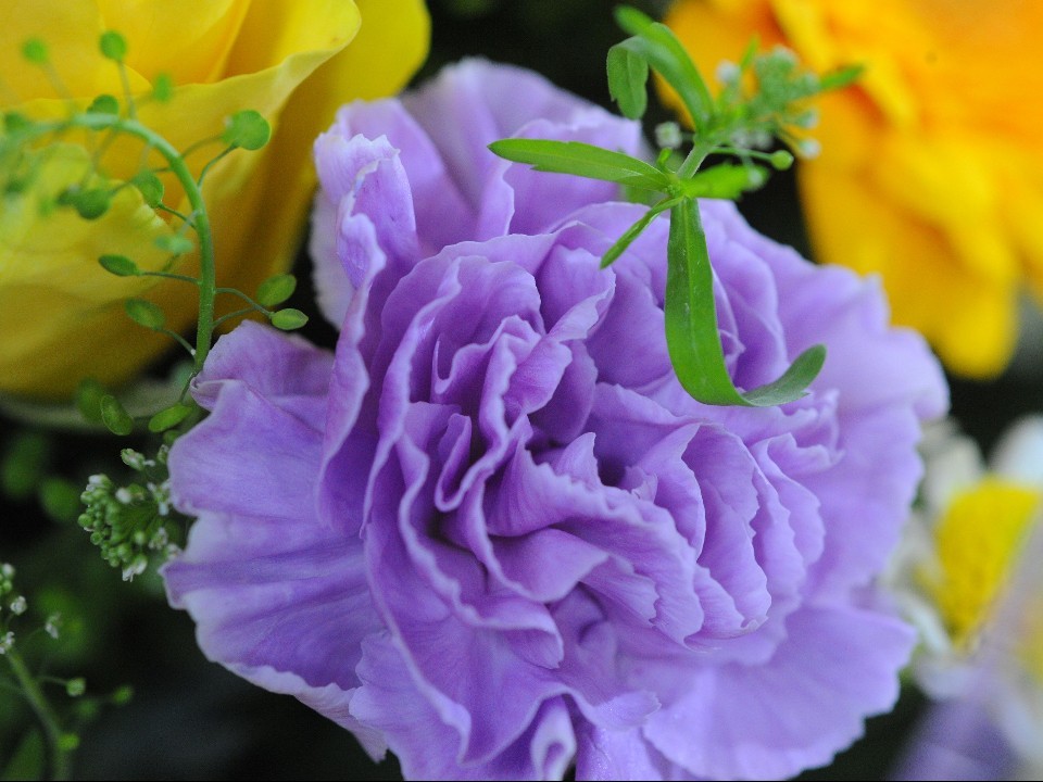 Глава Мытищ Юлия Купецкая поздравила жительниц округа с Днем матери