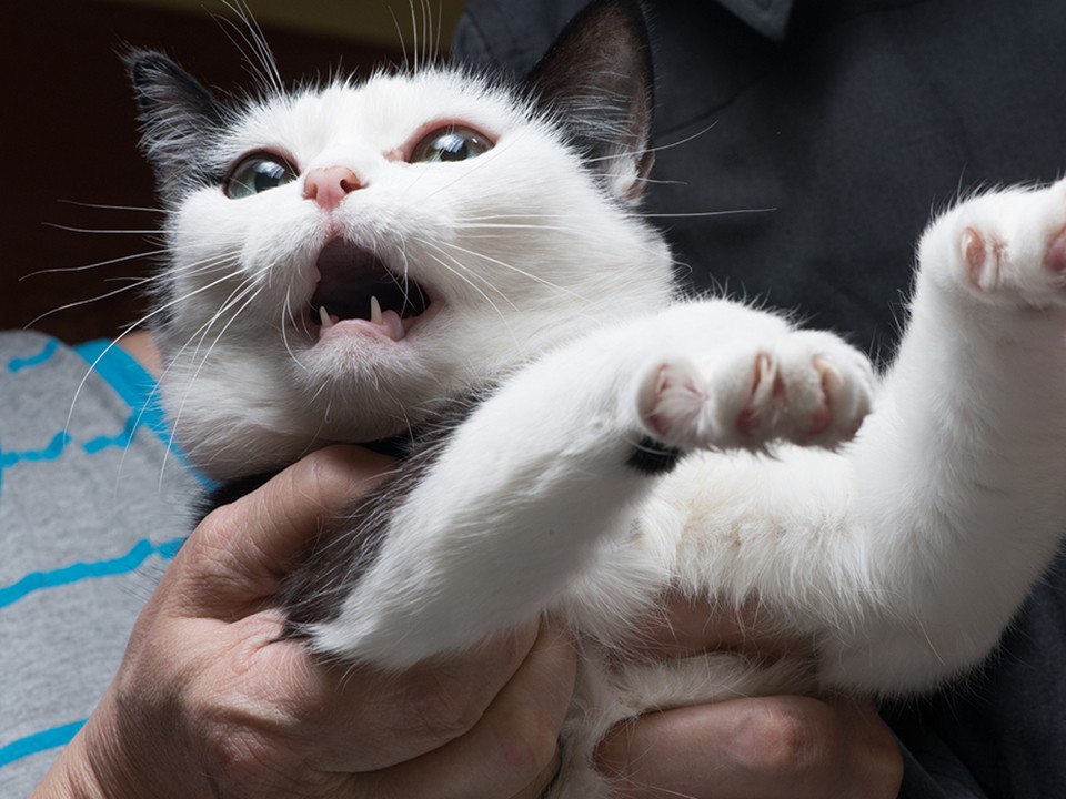 Почему у человека развивается склонность к жестокому обращению с животными