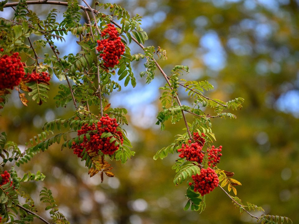Шеф-повар из Наро-Фоминска поделился секретом, как сделать из ягод рябины деликатес