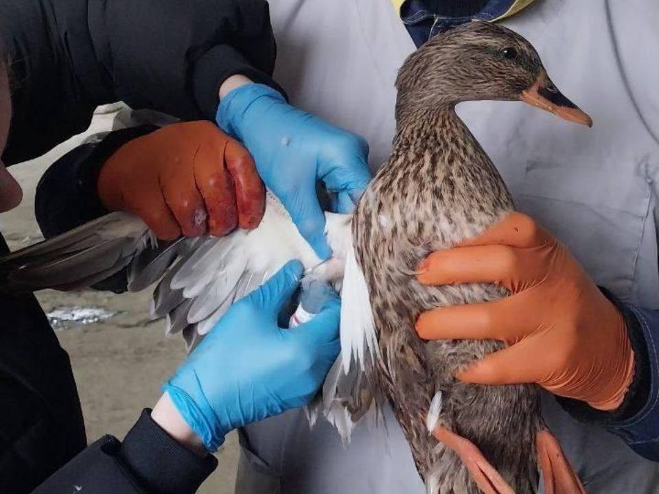 Грипп птиц под контролем: Сергиево-Посадская ветстанция подтвердила благополучие Загорского хозяйства