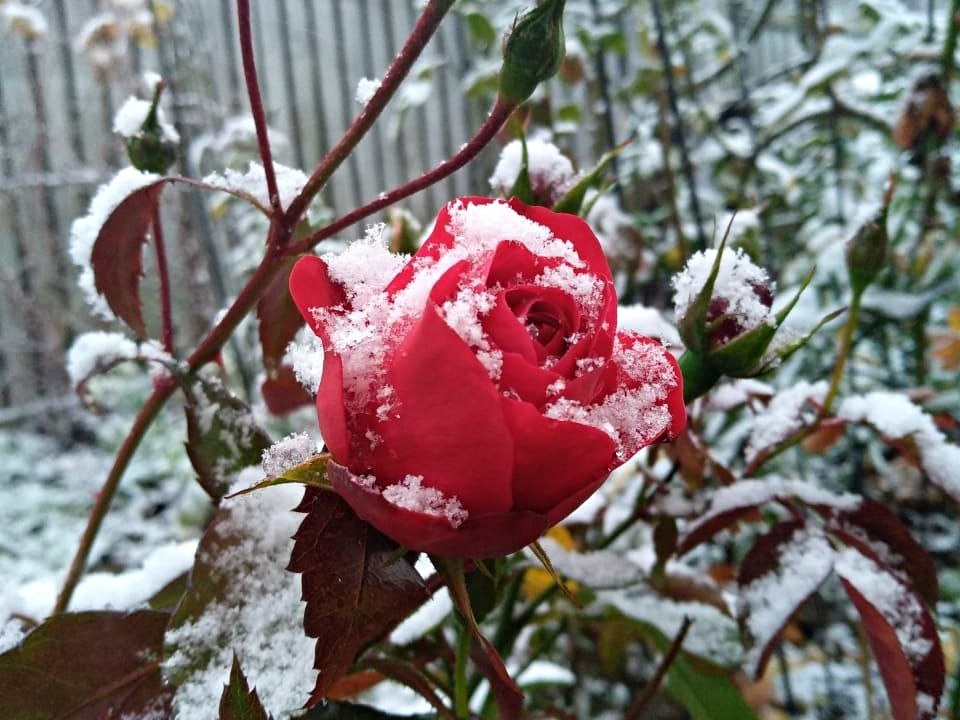 Секрет садоводов раскрыт: как укоренить розы в декабре без теплицы