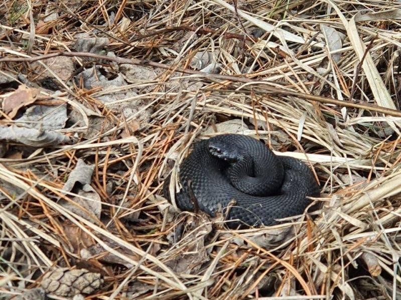 Подмосковных змей пробило на бодряки: что не дает им заснуть и как отличить ядовитых от безвредных