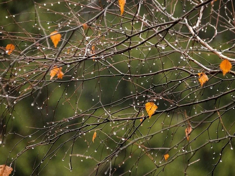 Потепление до +7 и дожди со снегом: прогноз погоды в Подмосковье 25–28 ноября