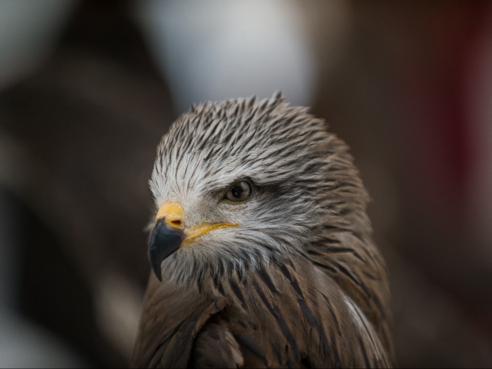 Климатический сюрприз: птицы устроили забастовку против перелетов на юг