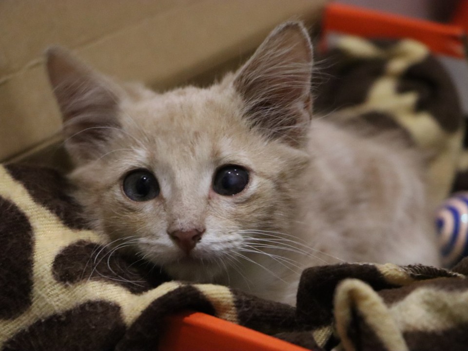 Спасение котенка обернулось ранами: красногорский герой не смог уберечь малыша