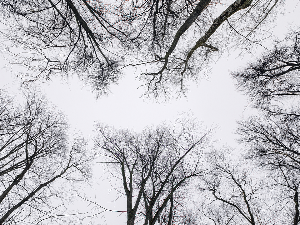 Жители смогут «одеть» деревья в яркие шарфы в парке Ветеранов