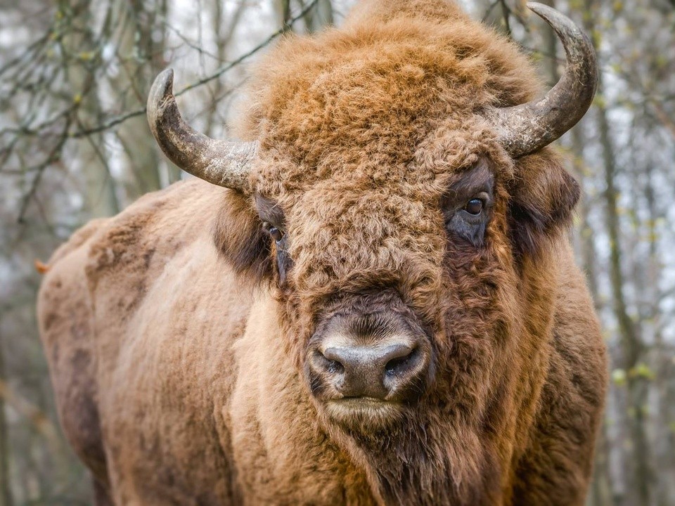 Планы на выходные: день рождения заповедника зубров, открытие крутой выставки и фестиваль