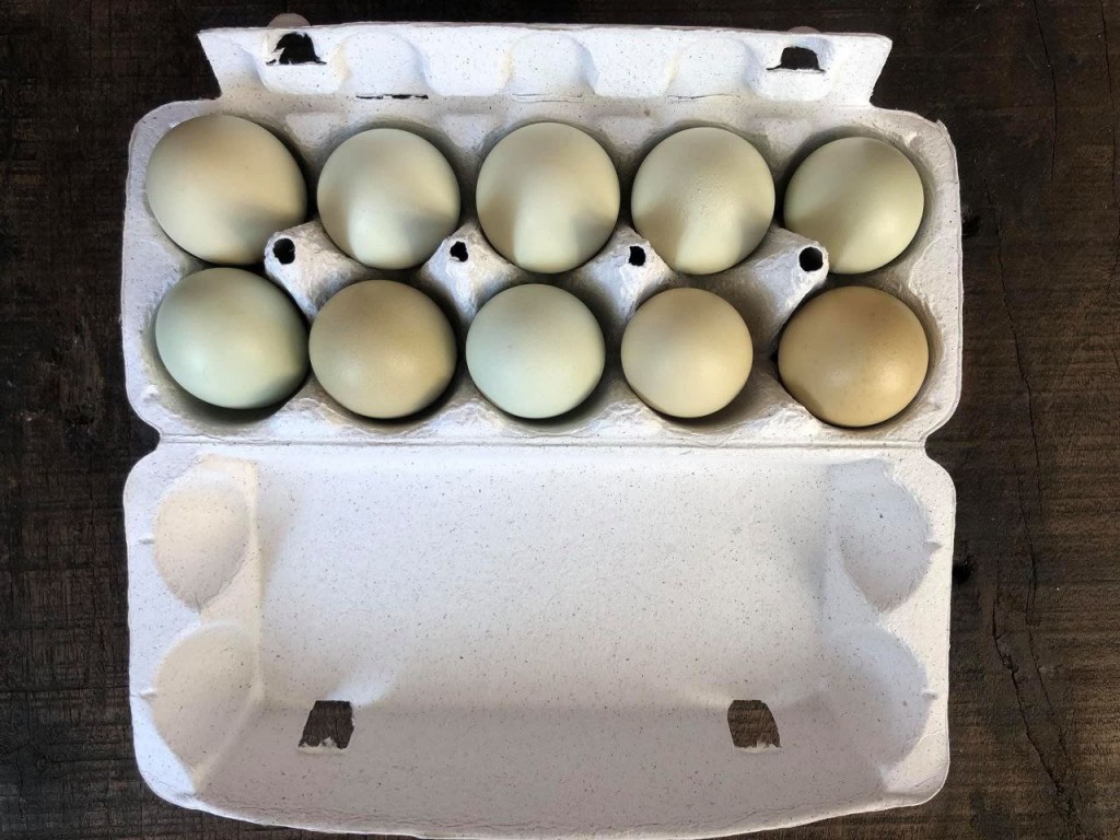 Куриное или перепелиное: какое яйцо выбрать для салата или омлета, расскажет нутрициолог