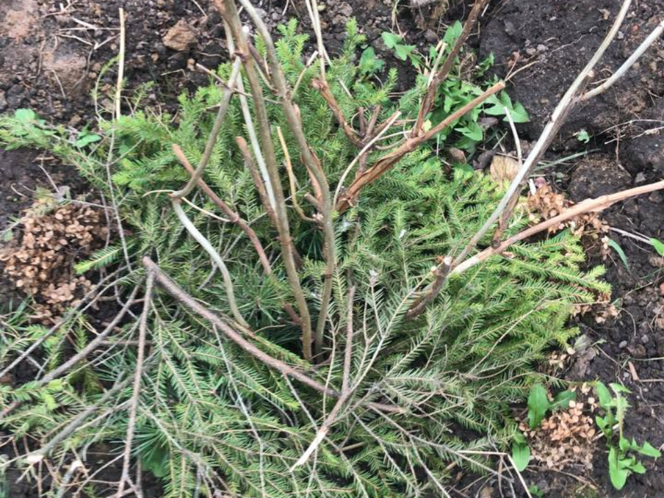 Забудьте об опилках: чем нужно укрывать розы в ноябре для идеальной зимовки, знает жуковчанка