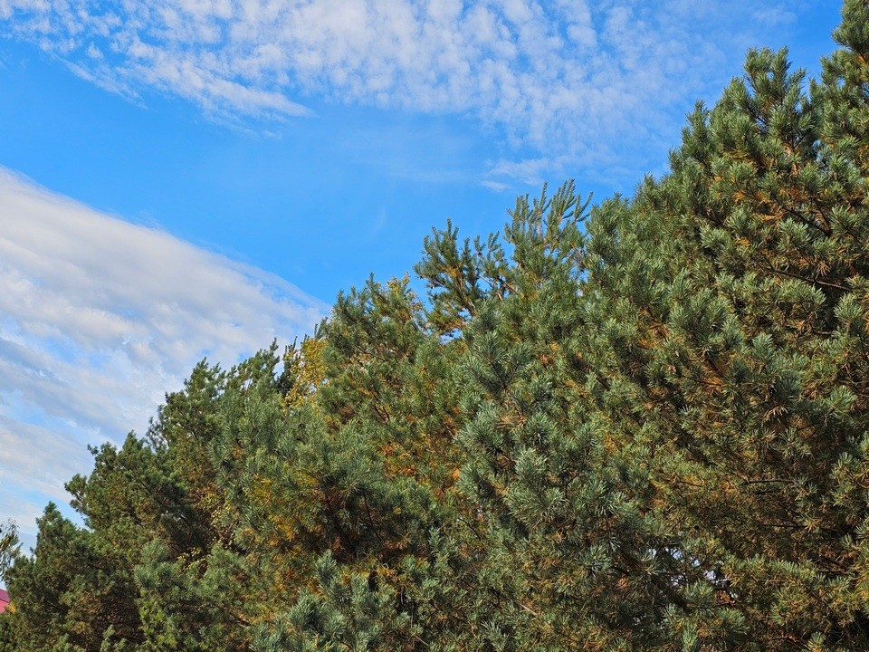 Относительно теплая для ноября температура сохранится в Подмосковье еще неделю