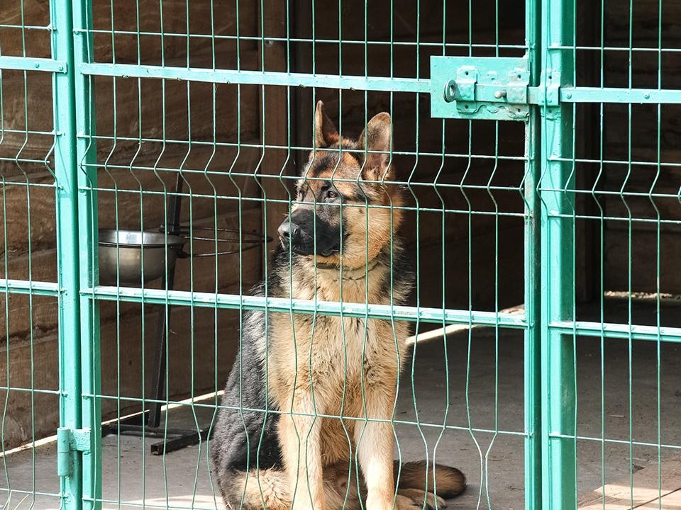 Полиция проверила условия содержания собак в Тимоново после сообщений жителей