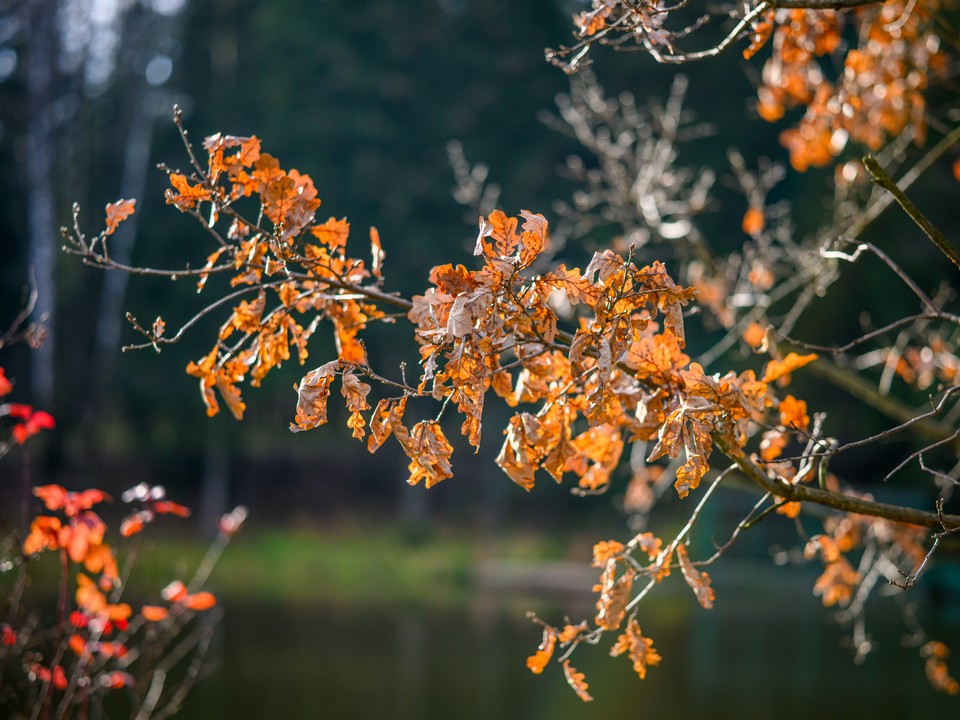 Синоптики сообщили, какими в Подмосковье будут предстоящие выходные