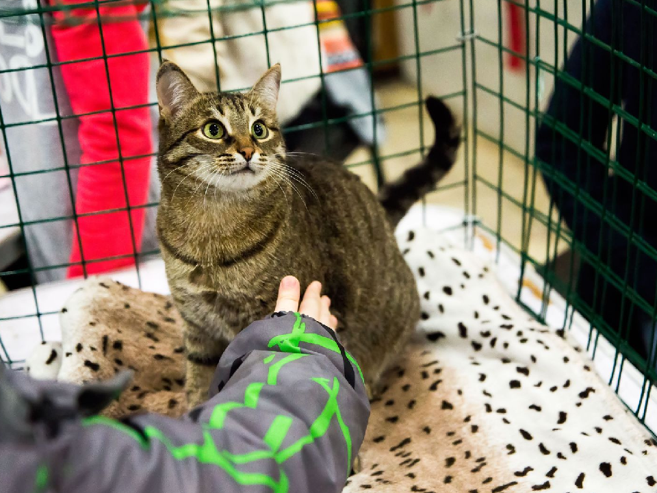 Регистрация питомца за 5 минут: в Подмосковье запустили онлайн-сервис для хозяев собак и кошек