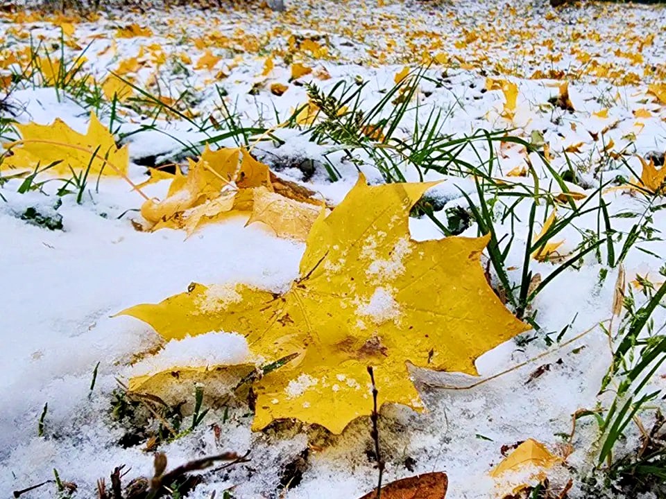 Первый снег выпадет через неделю в Подмосковье
