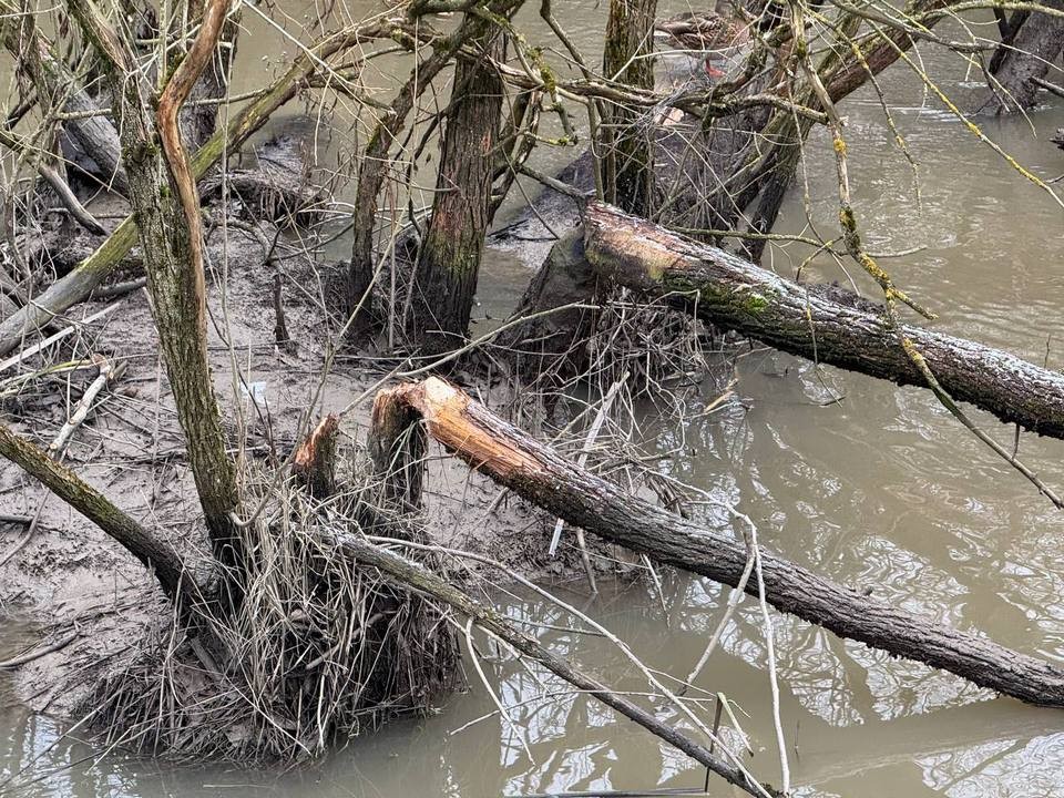 Экологи разобрали перекрывшую реку плотину бобров и спасли дома в деревне Зимино от подтопления